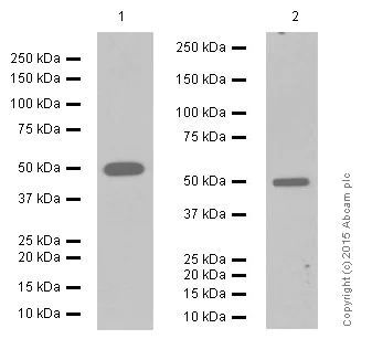 Western blot - Anti-eEF1A1/EF-Tu + eEF1A1 + EE1AL3/EEF1A1P5 antibody [EPR9471] (AB157455)