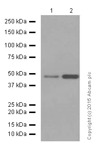 Western blot - Anti-eEF1A1/EF-Tu + eEF1A1 + EE1AL3/EEF1A1P5 antibody [EPR9471] (AB157455)