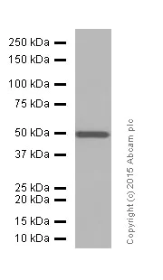 Western blot - Anti-eEF1A1/EF-Tu + eEF1A1 + EE1AL3/EEF1A1P5 antibody [EPR9471] (AB157455)