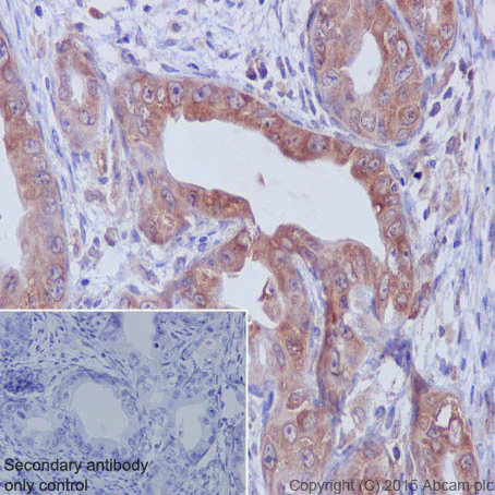 Immunohistochemistry (Formalin/PFA-fixed paraffin-embedded sections) - Anti-eEF1A1/EF-Tu + eEF1A1 + EE1AL3/EEF1A1P5 antibody [EPR9471] - BSA and Azide free (AB240142)