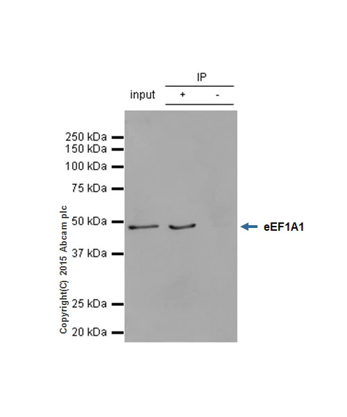 Immunoprecipitation - Anti-eEF1A1/EF-Tu + eEF1A1 + EE1AL3/EEF1A1P5 antibody [EPR9471] - BSA and Azide free (AB240142)