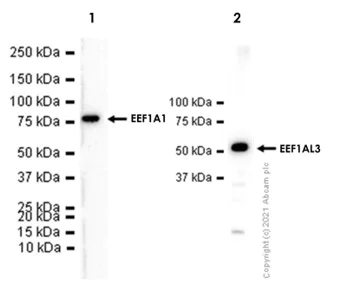 Western blot - Anti-eEF1A1/EF-Tu + eEF1A1 + EE1AL3/EEF1A1P5 antibody [EPR9471] - BSA and Azide free (AB240142)