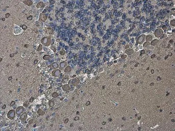 Immunohistochemistry (Formalin/PFA-fixed paraffin-embedded sections) - Anti-EEF1A2 antibody (AB153714)