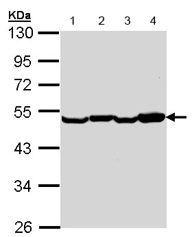 Western blot - Anti-EEF1A2 antibody (AB153714), expandable thumbnail