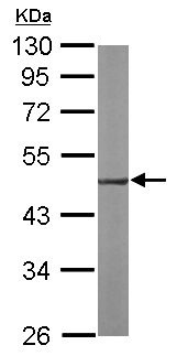 Western blot - Anti-EEF1A2 antibody (AB153714), expandable thumbnail