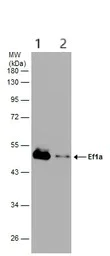 Western blot - Anti-EEF1A2 antibody (AB153714)
