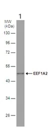 Western blot - Anti-EEF1A2 antibody (AB153714)