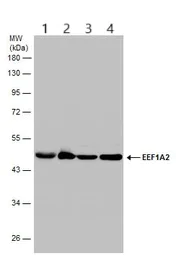 Western blot - Anti-EEF1A2 antibody (AB153714)