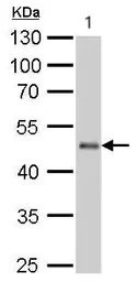 Western blot - Anti-EEF1A2 antibody (AB153714)