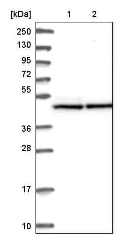 Western blot - Anti-EEF1A2 antibody (AB212172)