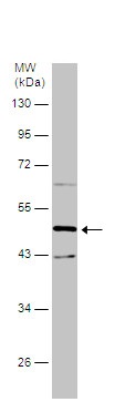 Western blot - Anti-EEF1A2 antibody (AB227275)