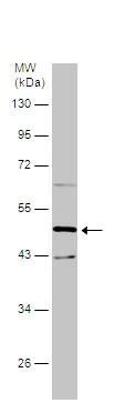 Western blot - Anti-EEF1A2 antibody (AB227275)