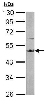Western blot - Anti-EEF1A2 antibody (AB227275)