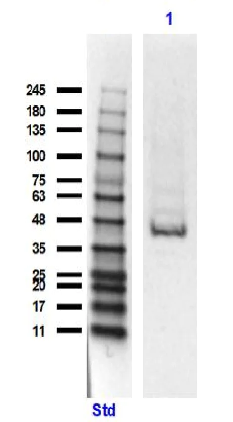 Western blot - Anti-EEF1A2 antibody (AB235190)
