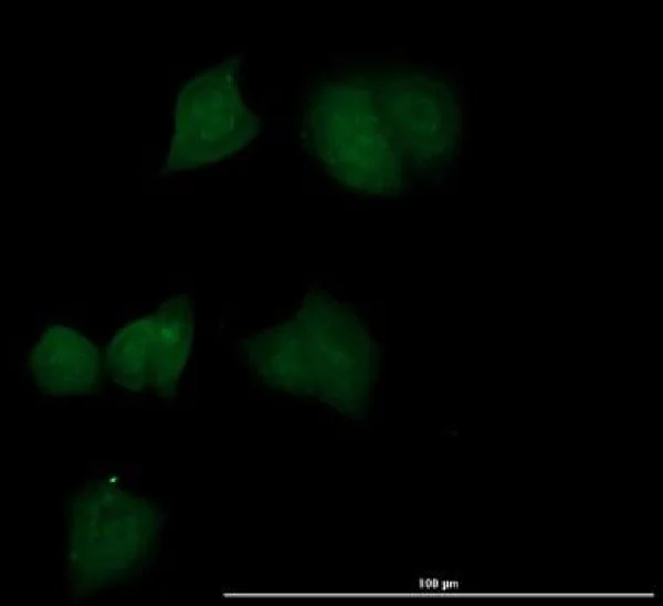 Immunocytochemistry/ Immunofluorescence - Anti-EEF1A2 antibody (AB235235)