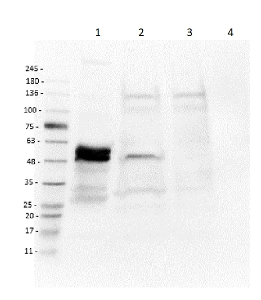 Western blot - Anti-EEF1A2 antibody (AB235235)