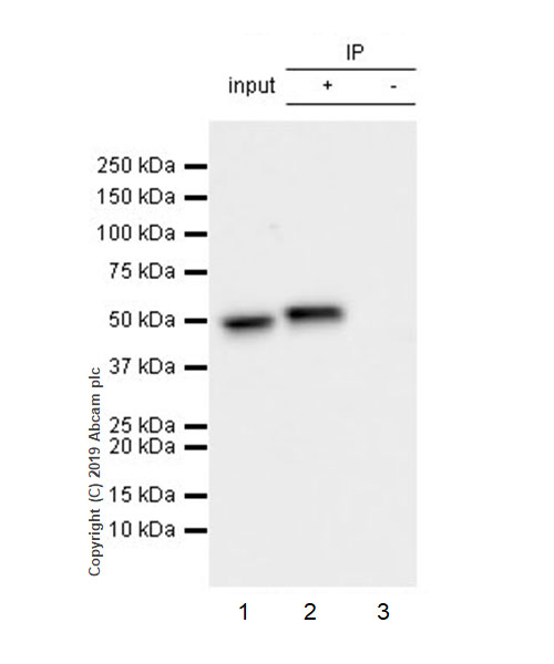 Immunoprecipitation - Anti-EEF1A2 antibody [EPR22651-46] (AB227824), expandable thumbnail
