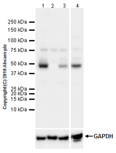 Western blot - Anti-EEF1A2 antibody [EPR22651-46] (AB227824), expandable thumbnail