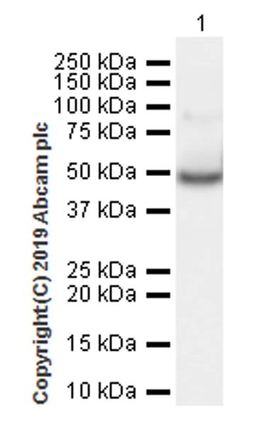 Western blot - Anti-EEF1A2 antibody [EPR22651-46] (AB227824)