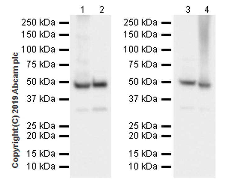 Western blot - Anti-EEF1A2 antibody [EPR22651-46] (AB227824), expandable thumbnail