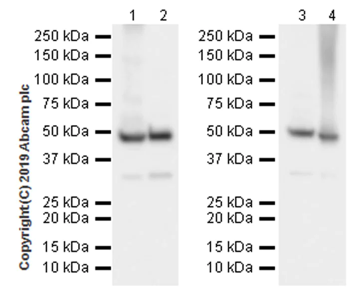Western blot - Anti-EEF1A2 antibody [EPR22651-46] (AB227824)