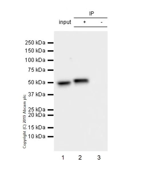 Immunoprecipitation - Anti-EEF1A2 antibody [EPR22651-46] - BSA and Azide free (AB256523)