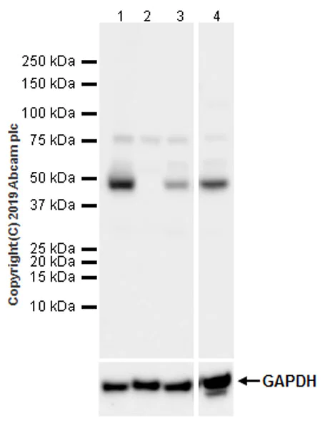 Western blot - Anti-EEF1A2 antibody [EPR22651-46] - BSA and Azide free (AB256523)