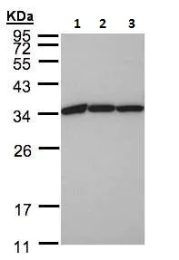 Western blot - Anti-eEF1B2 antibody (AB228642)