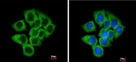 Immunocytochemistry/ Immunofluorescence - Anti-EEF1D antibody (AB153728), expandable thumbnail