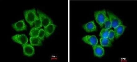 Immunocytochemistry/ Immunofluorescence - Anti-EEF1D antibody (AB153728)