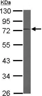 Western blot - Anti-EEF1D antibody (AB153728)