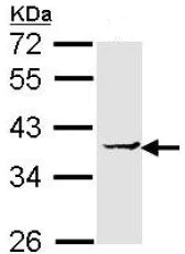Western blot - Anti-EEF1D antibody (AB153728)