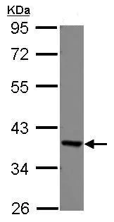 Western blot - Anti-EEF1D antibody (AB228803)
