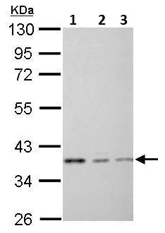 Western blot - Anti-EEF1D antibody (AB228803)