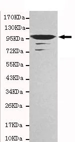 Western blot - Anti-EEF2/Elongation factor 2 antibody [4B3-G7-H5] (AB131202)