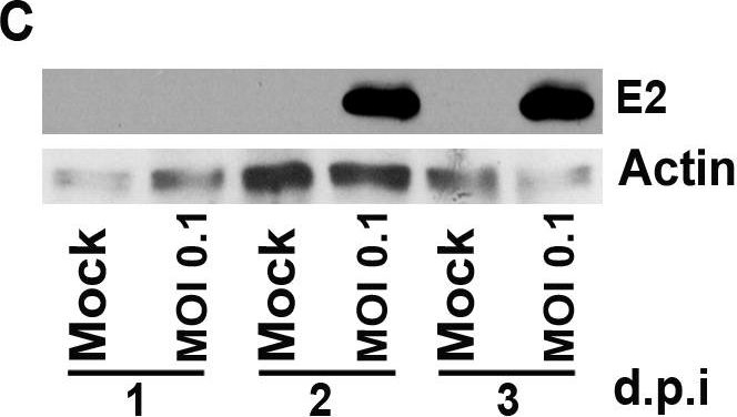 Western blot - Anti-EEF2/Elongation factor 2 antibody (ab33523), expandable thumbnail