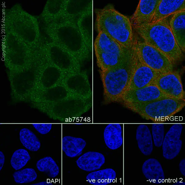 Immunocytochemistry/ Immunofluorescence - Anti-EEF2/Elongation factor 2 antibody [EP880Y] - BSA and Azide free (AB247388)
