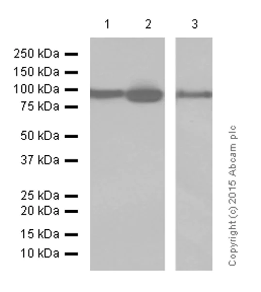 Western blot - Anti-EEF2/Elongation factor 2 antibody [EP880Y] - BSA and Azide free (AB247388)
