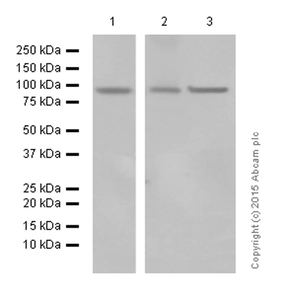 Western blot - Anti-EEF2/Elongation factor 2 antibody [EP880Y] - BSA and Azide free (AB247388)