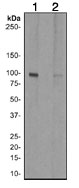 Western blot - Anti-EEF2/Elongation factor 2 (phospho T56 + T58) antibody [EP833Y] - BSA and Azide free (AB247524)