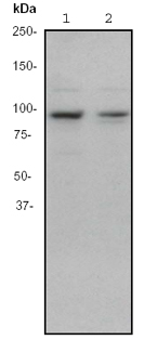 Western blot - Anti-EEF2K antibody [EP724Y] (AB46787), expandable thumbnail