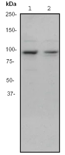 Western blot - Anti-EEF2K antibody [EP724Y] - BSA and Azide free (AB284687)