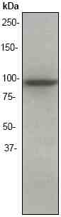 Western blot - Anti-EEF2K antibody [EP881Y] (AB45168), expandable thumbnail