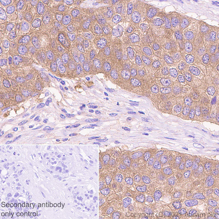 Immunohistochemistry (Formalin/PFA-fixed paraffin-embedded sections) - Anti-EEF2K antibody [EPR24714-88] - BSA and Azide free (AB283706)