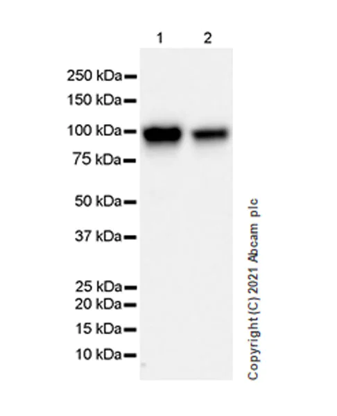 Western blot - Anti-EEF2K antibody [EPR24714-88] - BSA and Azide free (AB283706)