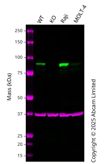 Western blot - Anti-EEF2K antibody [EPR24714-88] - BSA and Azide free (AB283706)