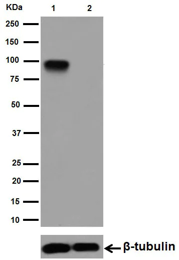 Western blot - Anti-EEF2K (phospho S359) antibody [EPR2252(N)] (AB192257)