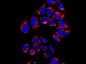 Immunocytochemistry/ Immunofluorescence - Anti-EF-Ts antibody [EPR12034] (AB173528), expandable thumbnail