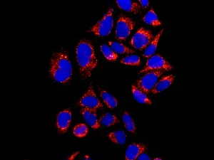 Immunocytochemistry/ Immunofluorescence - Anti-EF-Ts antibody [EPR12034] (AB173528)