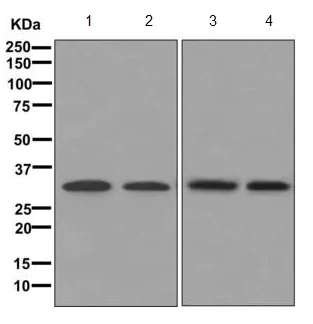 Western blot - Anti-EF-Ts antibody [EPR12034] (AB173528)